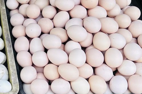 Bất chấp giá tăng mạnh, bà nội trợ vẫn chọn mua trứng gà vì một lý do