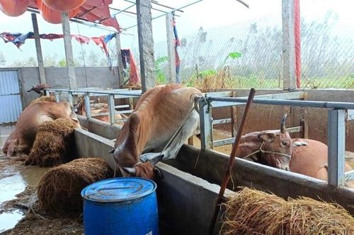 Nhiều hộ dân ở Gia Lai lâm cảnh khốn đốn, nợ nần sau lũ dữ