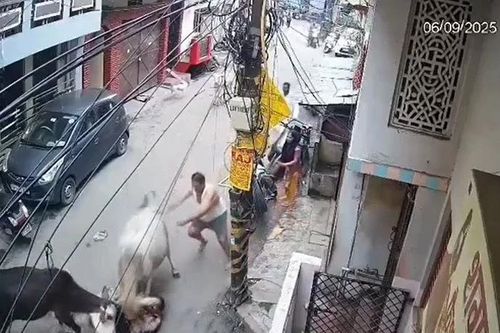 Cặp bò đực hợp sức, điên cuồng tấn công người đàn ông 58 tuổi