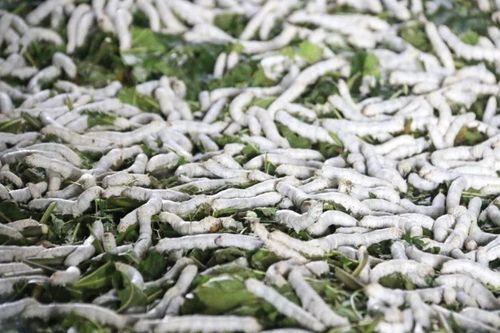 Nghề trồng dâu nuôi tằm 'hồi sinh', hàng trăm hộ dân Lâm Đồng đổi đời