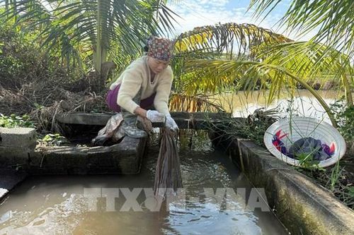 Mùa rươi ở Vĩnh Thuận: Lộc nước về, người dân tất bật thu hoạch