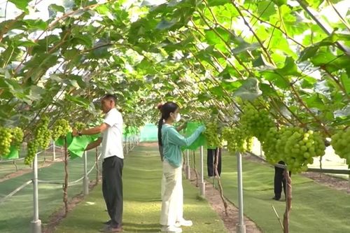 Trồng nho công nghệ cao: Mở hướng làm giàu từ nông nghiệp hiện đại