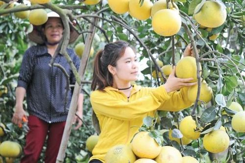 Bắc Ninh: Rộn ràng mùa quả chín