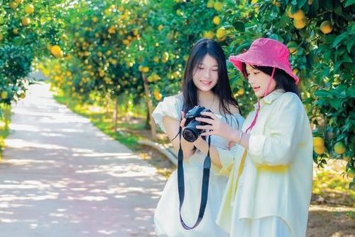 Vườn cam vào mùa trải nghiệm