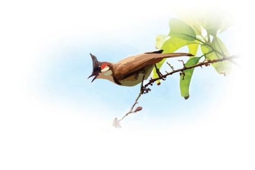 Bộ cánh mới của chào mào