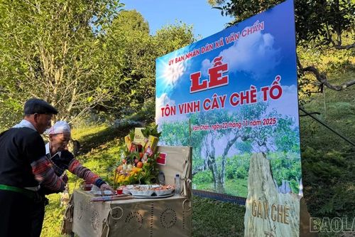 Lễ tôn vinh cây chè tổ ở Suối Giàng
