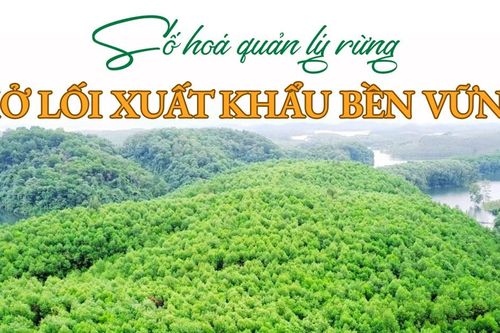 Số hóa quản lý rừng - Mở lối xuất khẩu bền vững