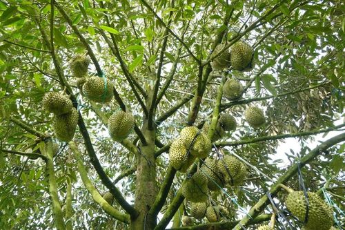 'Rửa vườn' sầu riêng cho vụ mới