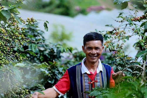 Người K'Ho Lâm Đồng dựng thương hiệu cà phê OCOP dưới chân núi Chư Mui