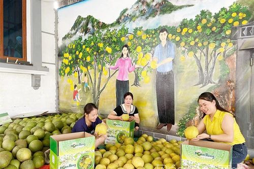 Những mô hình liên kết, tạo bước đột phá cho nông nghiệp