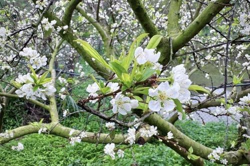 Nông dân Phiêng Khoài chăm sóc vụ mận sớm