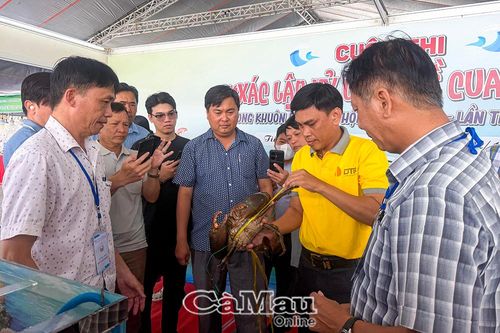 Xuất hiện con cua gần 1,9 kg tại cuộc thi 'Xác lập kỷ lục' về Cua Cà Mau