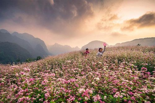 Sắp diễn ra Lễ hội hoa tam giác mạch Tuyên Quang 2025
