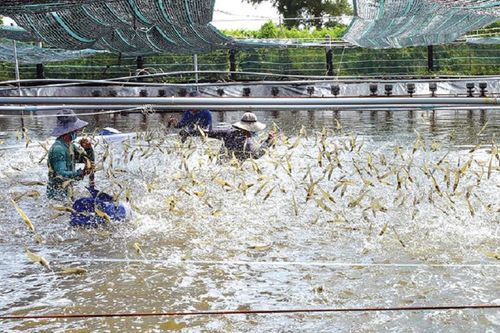 Trung Quốc và CPTPP dẫn đầu thị trường nhập khẩu tôm từ Việt Nam