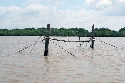 Về miền Tây săn cá ngát
