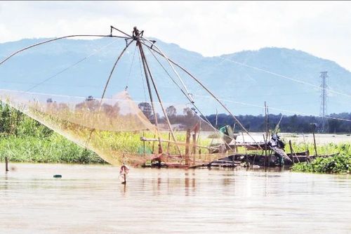 Dập dờn mùa cá ra sông ở Tây Nam Bộ