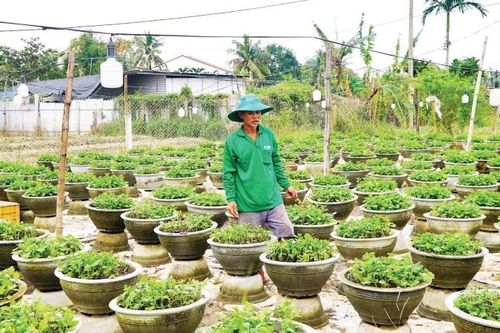 Nỗ lực hỗ trợ người trồng hoa Tết sau mưa, lũ