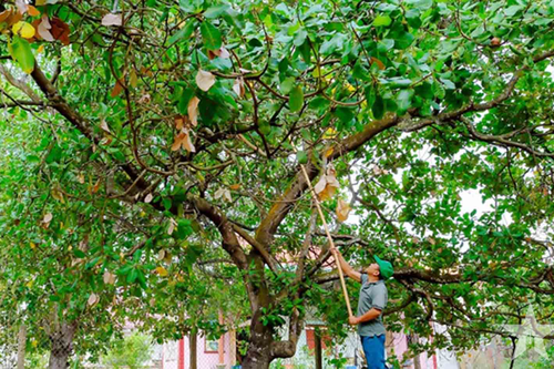 Đồng Nai khơi dậy sức bật mới cho cây điều