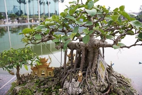 Chặt 5 cây kiêng kỵ trước nhà dễ tán tài, họa đến