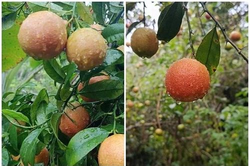 Quả rừng xưa rụng đầy gốc bất ngờ thành đặc sản dân phố lùng mua
