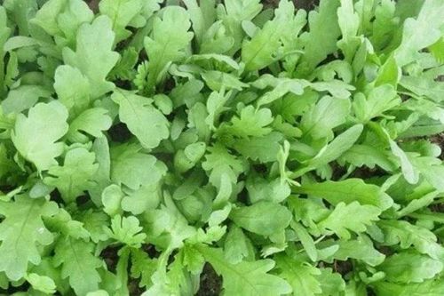 Tác dụng bất ngờ của rau cải cúc với sức khỏe