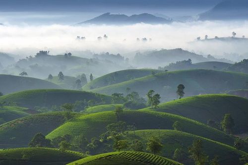 Mê mẩn cảnh sắc tuyệt đẹp của đồi chè ' bát úp' ở Phú Thọ