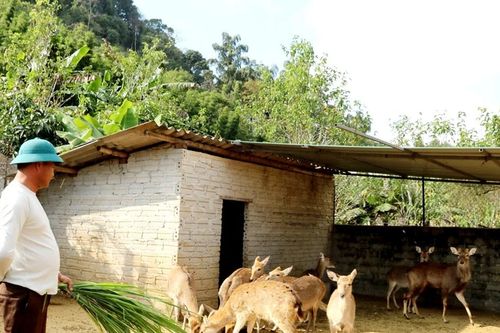 Nuôi hươu sao lấy nhung mang lại thu nhập ổn định cho người vùng cao Tuyên Quang