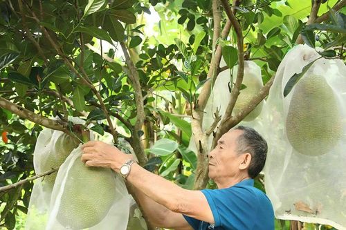Thay đổi tư duy 'biến' đá xám thành vườn quả ngọt