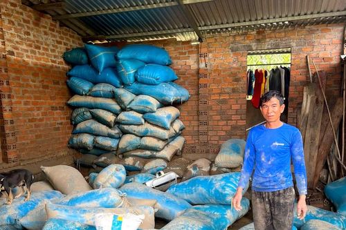 Ứa nước mắt đổ bỏ thóc mọc mầm, người dân trắng tay sau mưa lũ