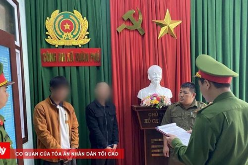 Vướng lao lý vì trộm cây mai vàng trị giá 80 triệu đồng