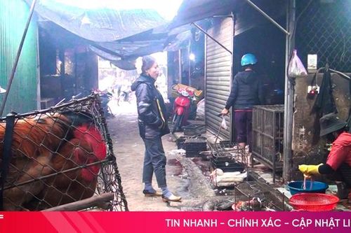 Vì sao các điểm giết mổ gia cầm tự phát tại chợ dân sinh tồn tại dai dẳng?