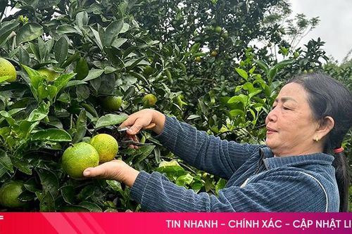 Phát huy hiệu quả các mô hình kinh tế, tạo động lực phát triển bền vững