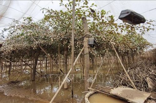 Khánh Hòa: Thiệt hại nặng nề về hạ tầng, nông nghiệp