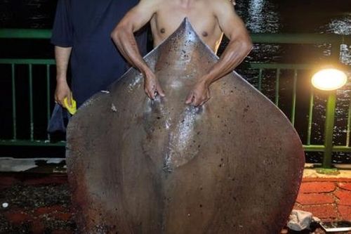 Cần thủ câu được con cá đuối khổng lồ nặng 45kg