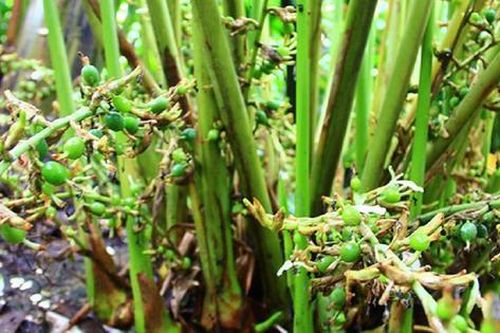 Loại hạt đắt đỏ bậc nhất thế giới, 2 triệu đồng/kg chỉ hơn 10 nước trồng được, ở Việt Nam cũng có