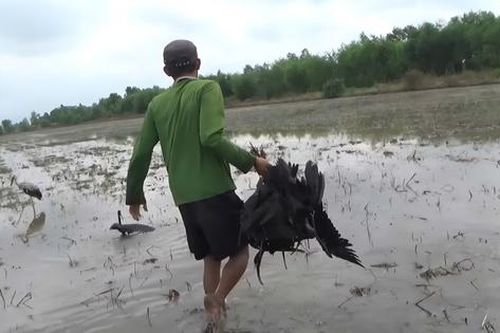 Tây Ninh mở chiến dịch truy quét những 'bẫy ngầm' tận diệt động vật hoang dã