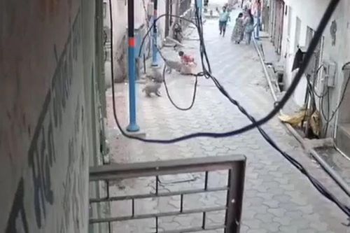 Hai con khỉ hoang điên cuồng lao vào tấn công bé trai 5 tuổi và cái kết 'thót tim'