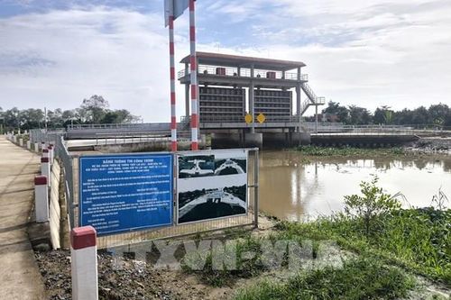 Người dân Chợ Lách mong sớm vận hành cống ngăn mặn bảo vệ vườn cây đặc sản