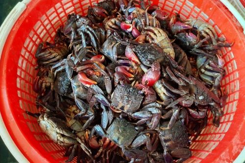 Loài vật như cua đồng là đặc sản miền Tây: Làm mắm ăn miễn chê, con cái ngon hơn con đực