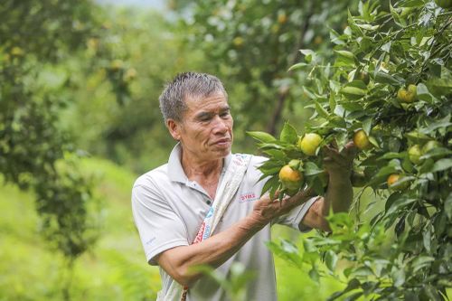 Cam, quýt Pù Luông, cây thoát nghèo của người vùng cao