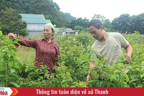 Triển vọng từ cây xạ đen