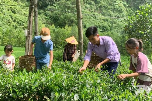 'Đánh thức' vùng chè cằn bằng chuyển đổi số