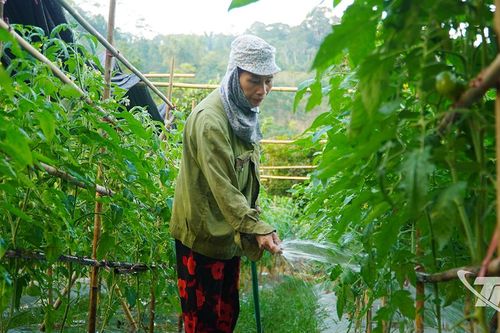 Đa dạng cây trồng vụ đông