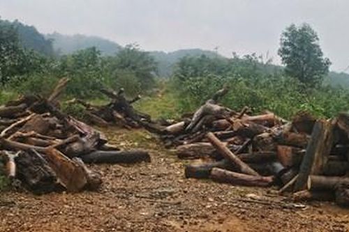 Trục vớt gỗ, đảm bảo an toàn đập