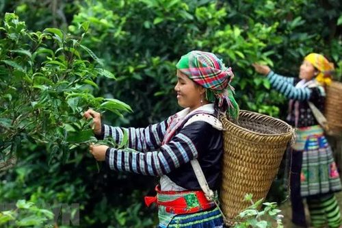 Đưa giá trị đặc sản Tây Bắc vươn xa