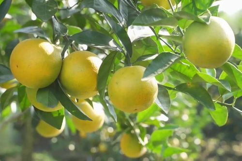 Đưa nông sản sạch từ các địa phương về Hà Nội