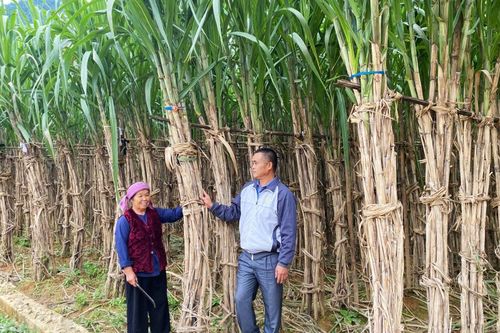 Mía Nguyên Bình - Cây trồng đặc hữu mang lại giá trị kinh tế cho nông dân