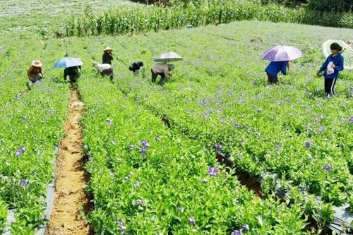 Lào Cai nâng cao vai trò và vị thế y học cổ truyền trong chăm sóc sức khỏe