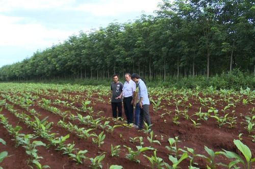 Gia Lai thúc đẩy cây dược liệu phát triển kinh tế