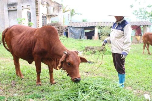 Thái Nguyên đa dạng hóa nguồn vốn, đẩy mạnh mục tiêu xóa đói giảm nghèo bền vững